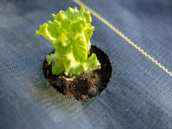 ISO Certified High Quality Weed Mat for Gardens - Image 3